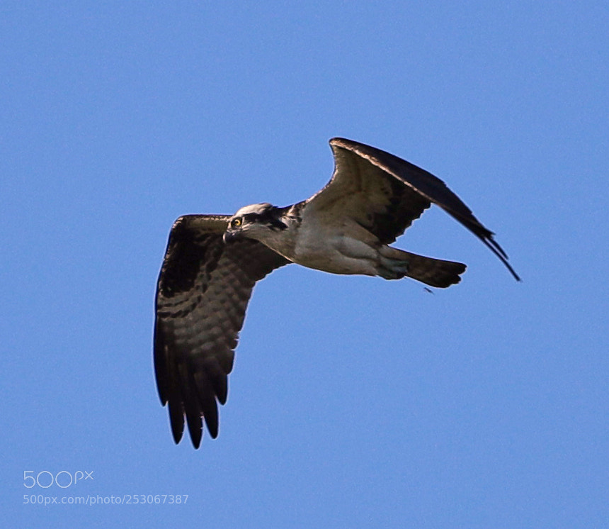 Canon EOS-1D X Mark II sample photo. 04-10-18-0011599.jpg photography