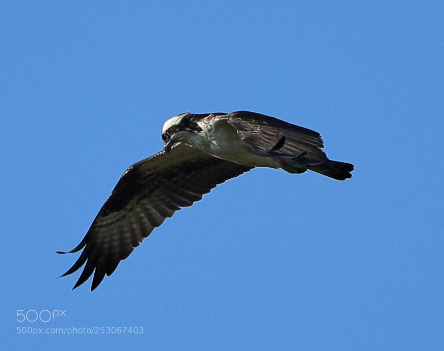 Canon EOS-1D X Mark II sample photo. 04-10-18-0011597.jpg photography