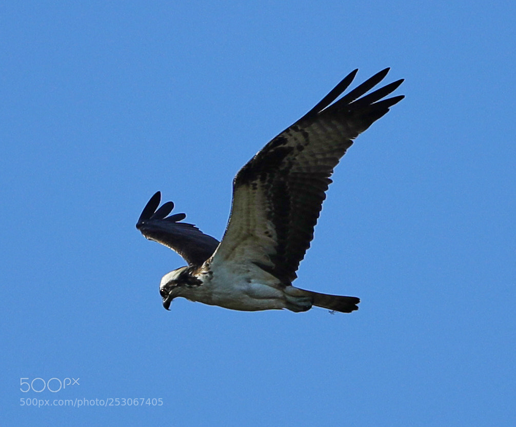 Canon EOS-1D X Mark II sample photo. 04-10-18-0011596.jpg photography