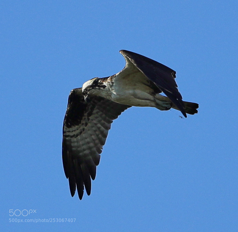 Canon EOS-1D X Mark II sample photo. 04-10-18-0011595.jpg photography