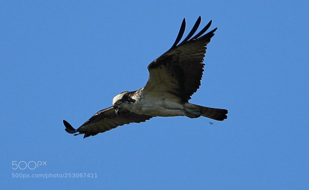 Canon EOS-1D X Mark II sample photo. 04-10-18-0011594.jpg photography