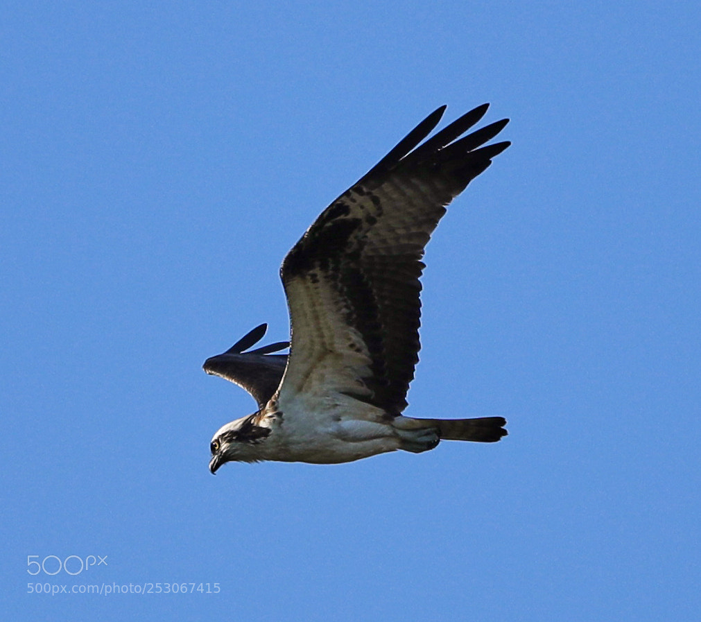 Canon EOS-1D X Mark II sample photo. 04-10-18-0011592.jpg photography