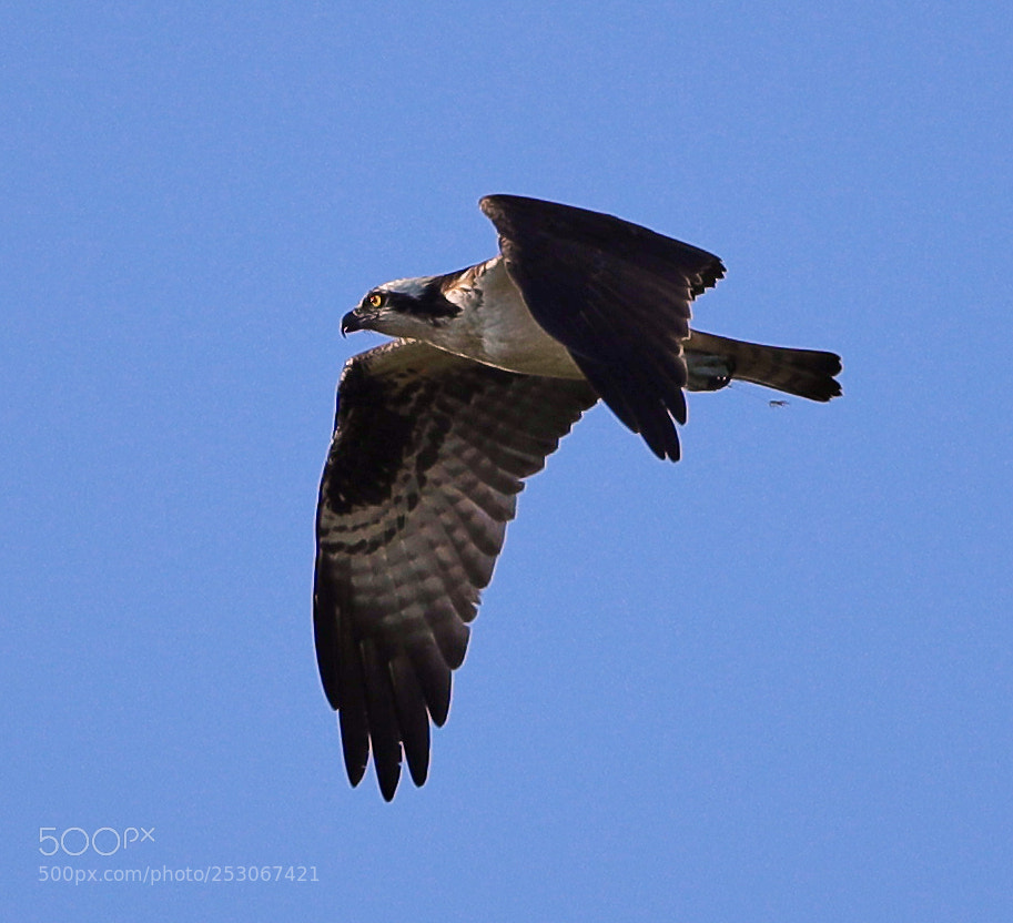Canon EOS-1D X Mark II sample photo. 04-10-18-0011591.jpg photography