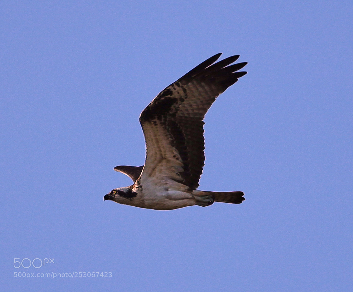 Canon EOS-1D X Mark II sample photo. 04-10-18-0011589.jpg photography