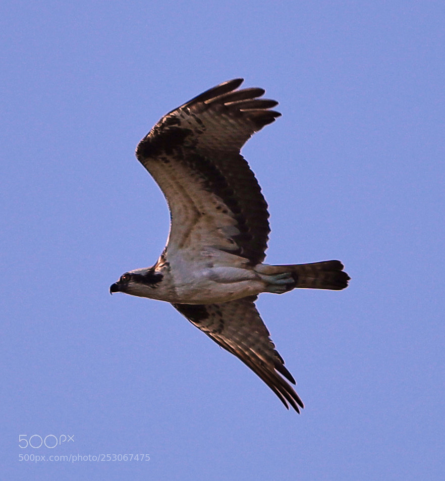 Canon EOS-1D X Mark II sample photo. 04-10-18-0011587.jpg photography