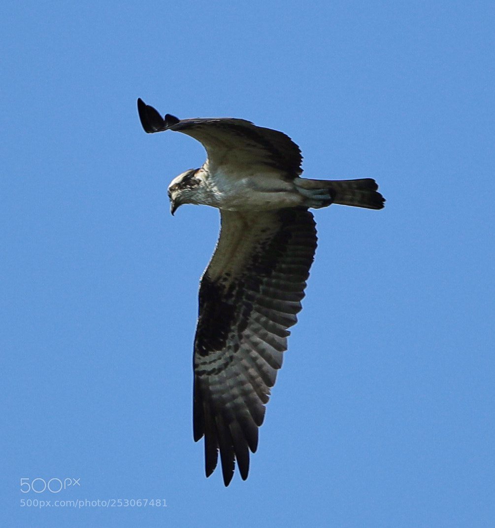 Canon EOS-1D X Mark II sample photo. 04-10-18-0011586.jpg photography