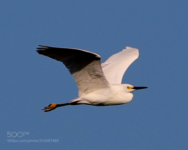 Canon EOS-1D X Mark II sample photo. 04-10-18-0011584.jpg photography
