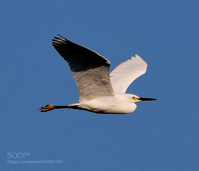 Canon EOS-1D X Mark II sample photo. 04-10-18-0011583.jpg photography