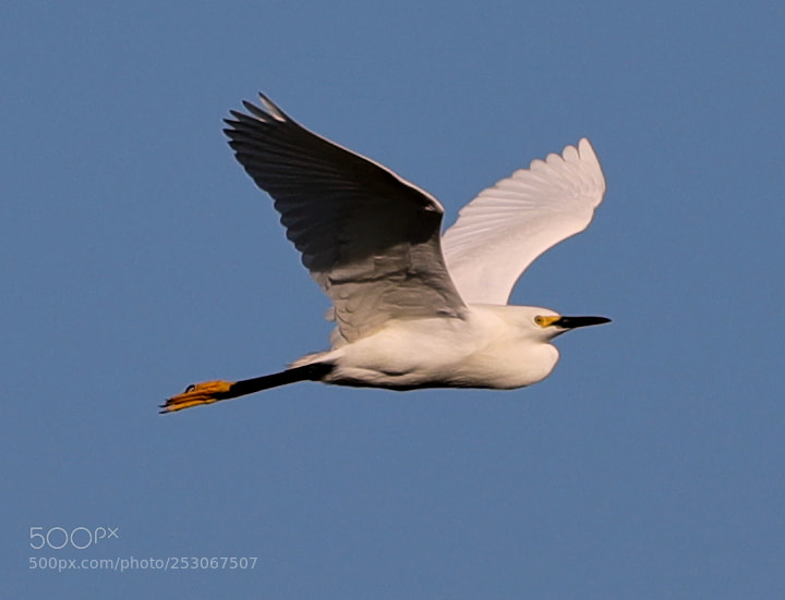 Canon EOS-1D X Mark II sample photo. 04-10-18-0011581.jpg photography
