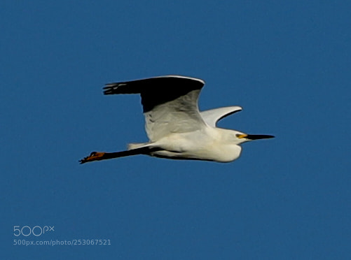 Canon EOS-1D X Mark II sample photo. 04-10-18-0011575.jpg photography