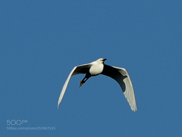 Canon EOS-1D X Mark II sample photo. 04-10-18-0011574.jpg photography