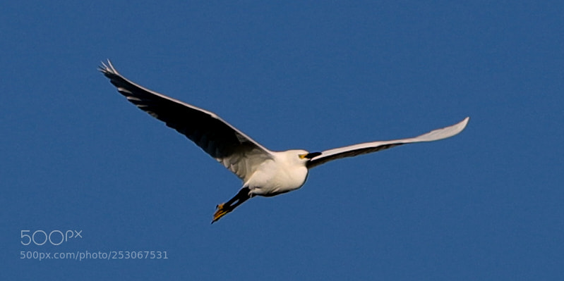 Canon EOS-1D X Mark II sample photo. 04-10-18-0011572.jpg photography