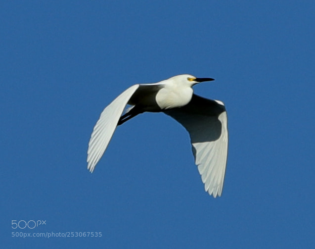 Canon EOS-1D X Mark II sample photo. 04-10-18-0011571.jpg photography