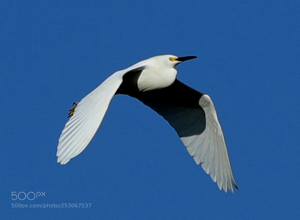 Canon EOS-1D X Mark II sample photo. 04-10-18-0011570.jpg photography