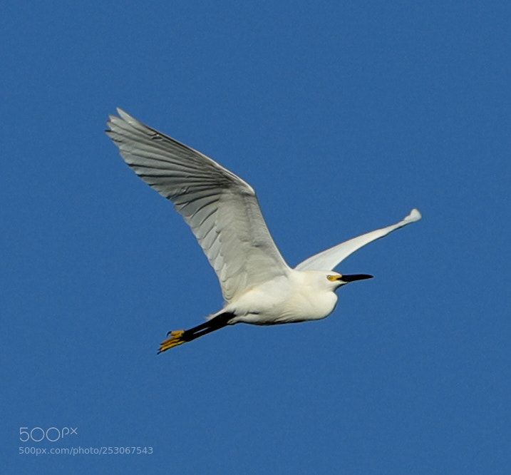 Canon EOS-1D X Mark II sample photo. 04-10-18-0011569.jpg photography