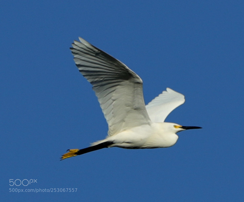 Canon EOS-1D X Mark II sample photo. 04-10-18-0011566.jpg photography