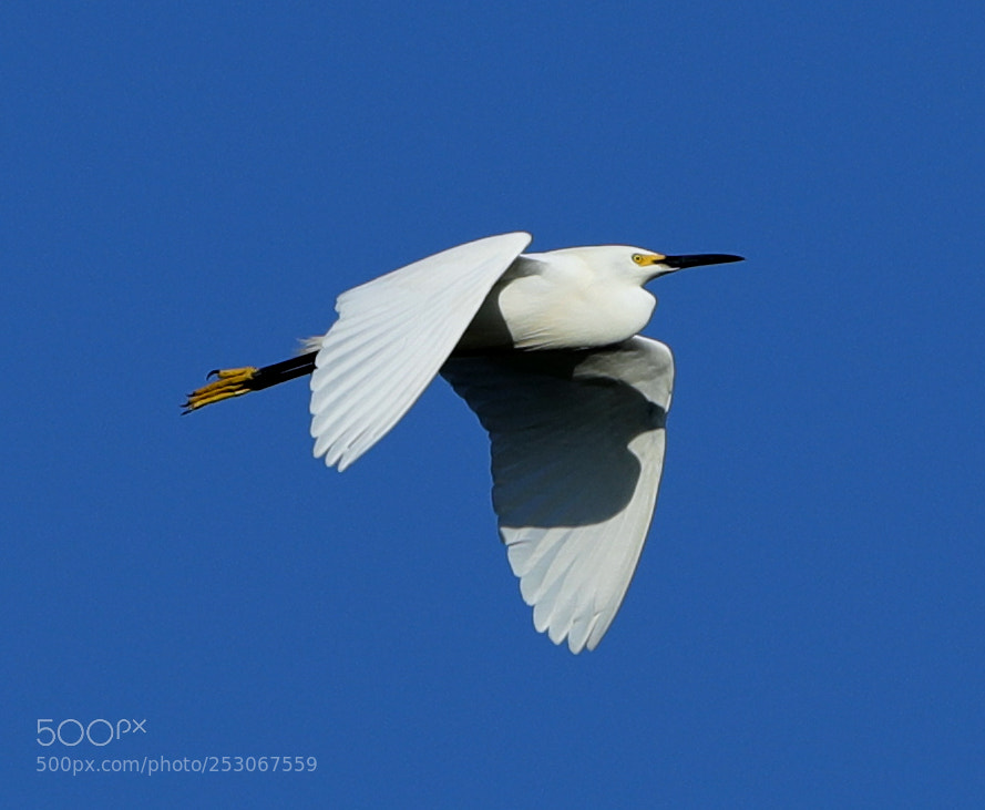 Canon EOS-1D X Mark II sample photo. 04-10-18-0011565.jpg photography