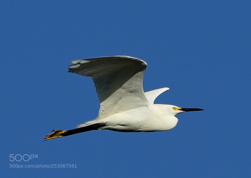 Canon EOS-1D X Mark II sample photo. 04-10-18-0011564.jpg photography