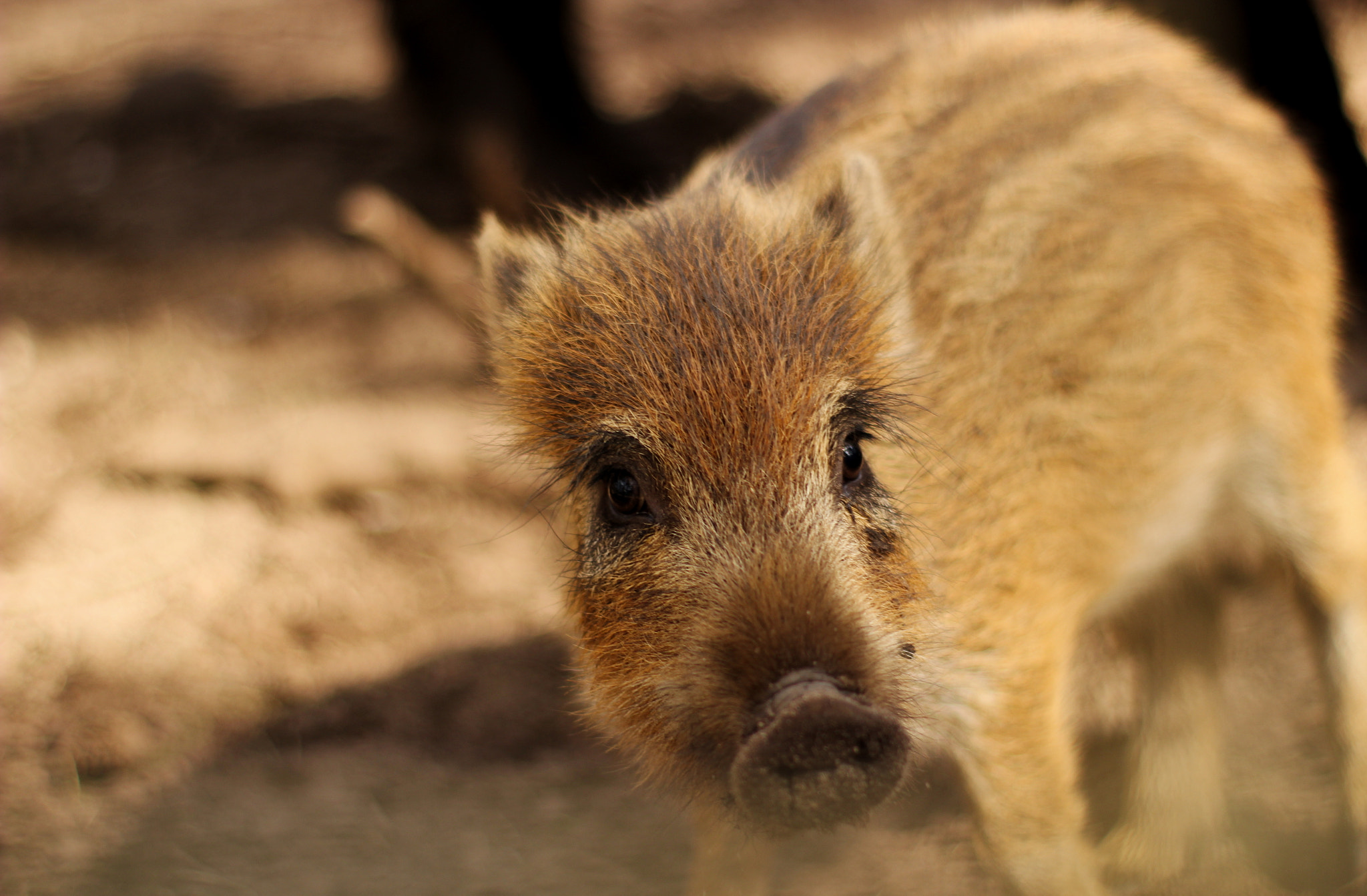 Canon 50mm sample photo. Piglet photography