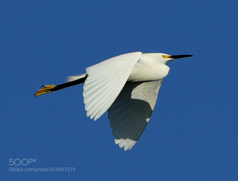 Canon EOS-1D X Mark II sample photo. 04-10-18-0011563.jpg photography