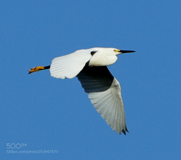 Canon EOS-1D X Mark II sample photo. 04-10-18-0011562.jpg photography