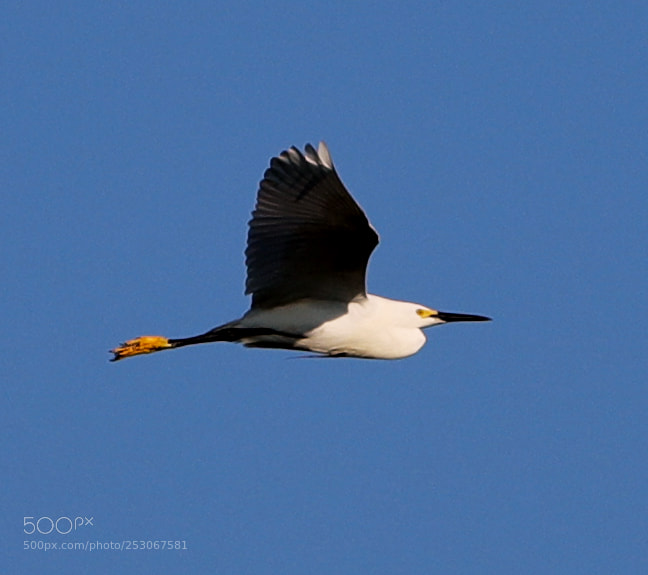 Canon EOS-1D X Mark II sample photo. 04-10-18-0011561.jpg photography
