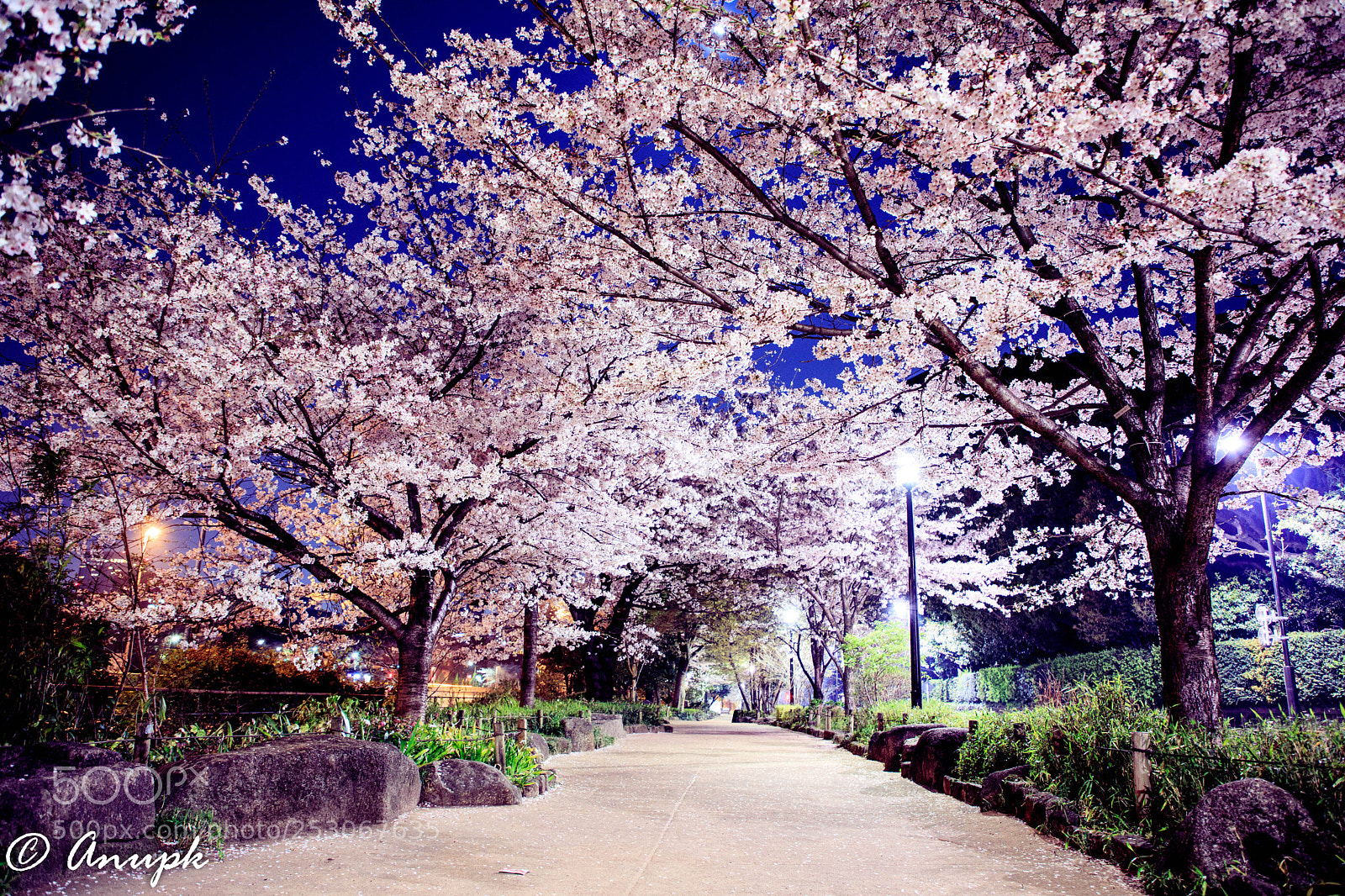 Canon EOS 5D Mark IV sample photo. Night & cherry blossom photography