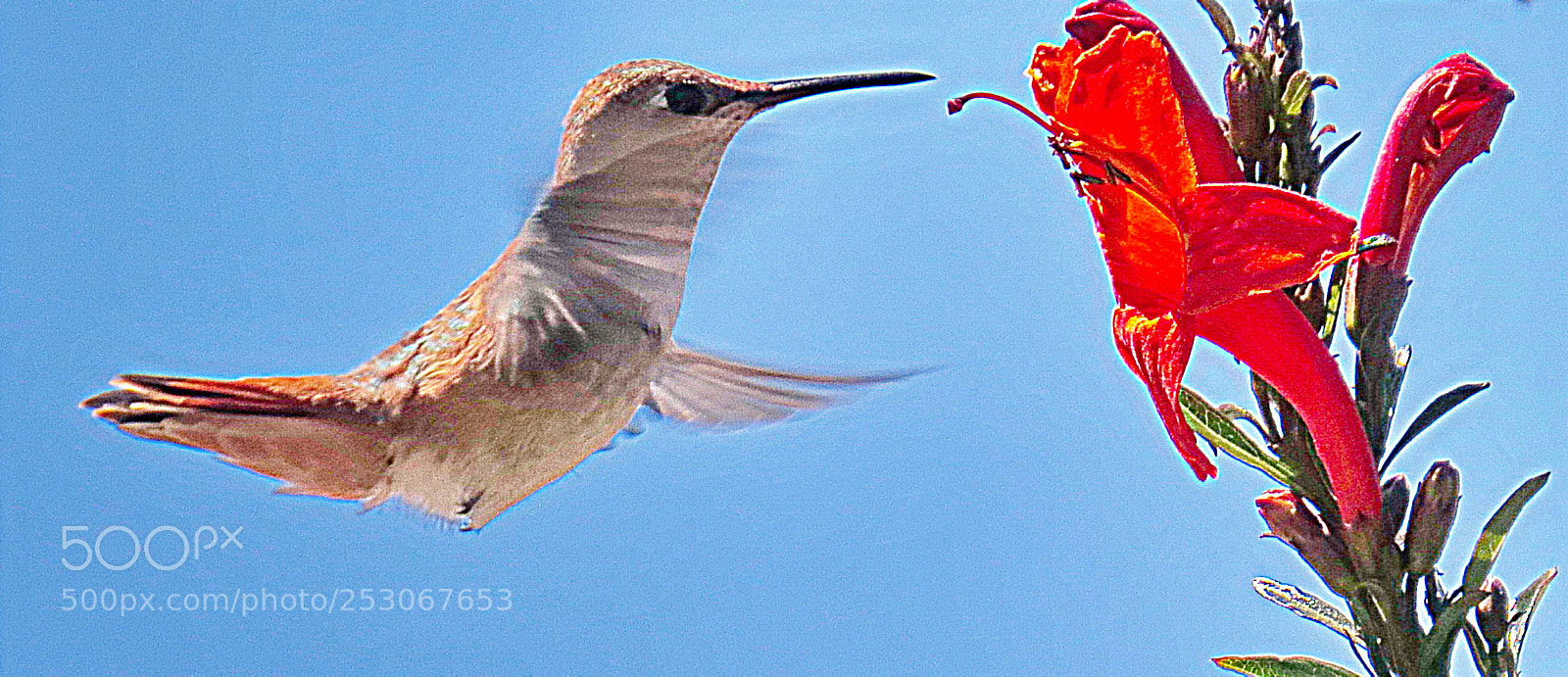 Canon PowerShot SX50 HS sample photo. Hummingbird flying over to photography
