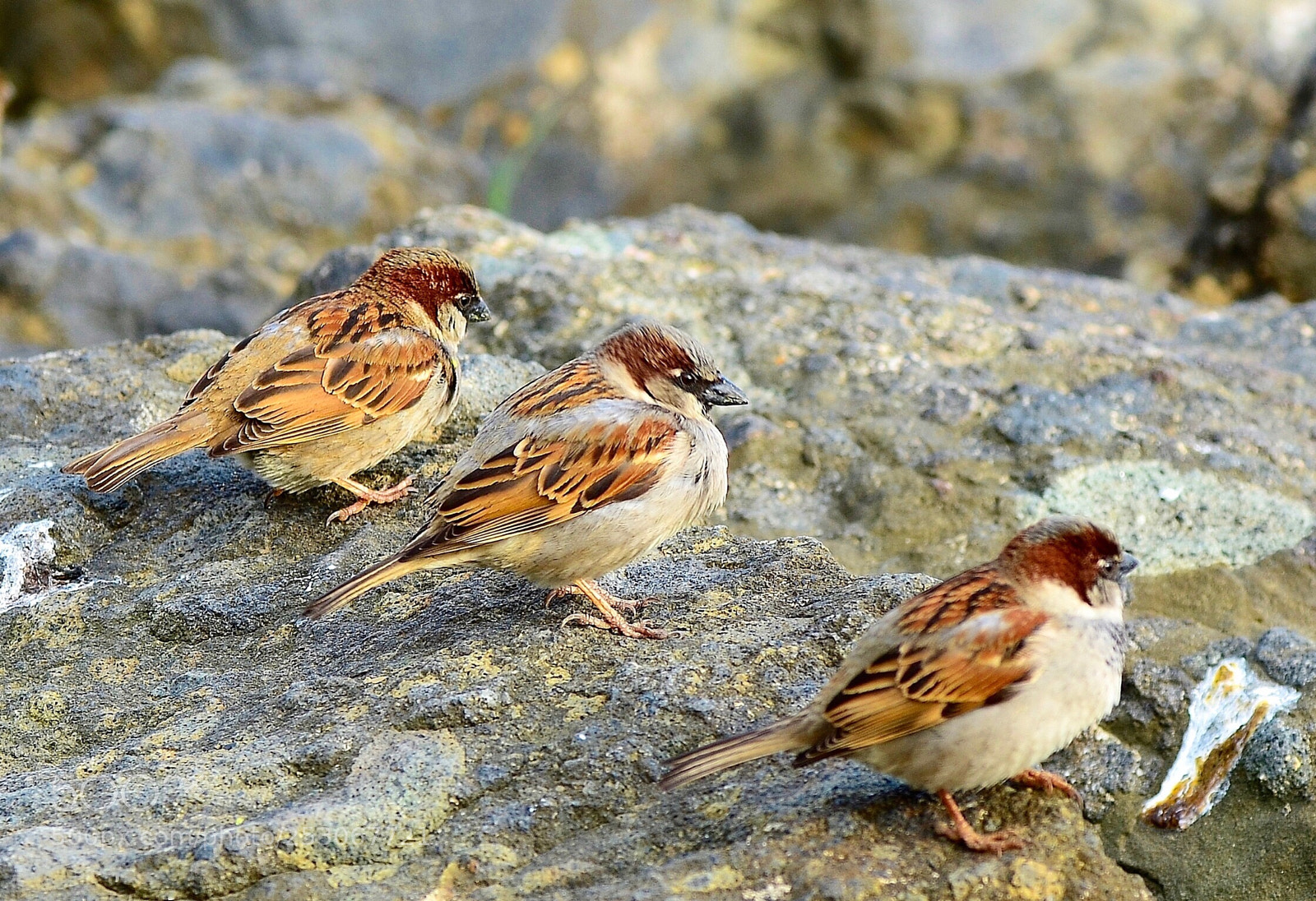 Nikon D7000 sample photo. Triple sparrow band photography