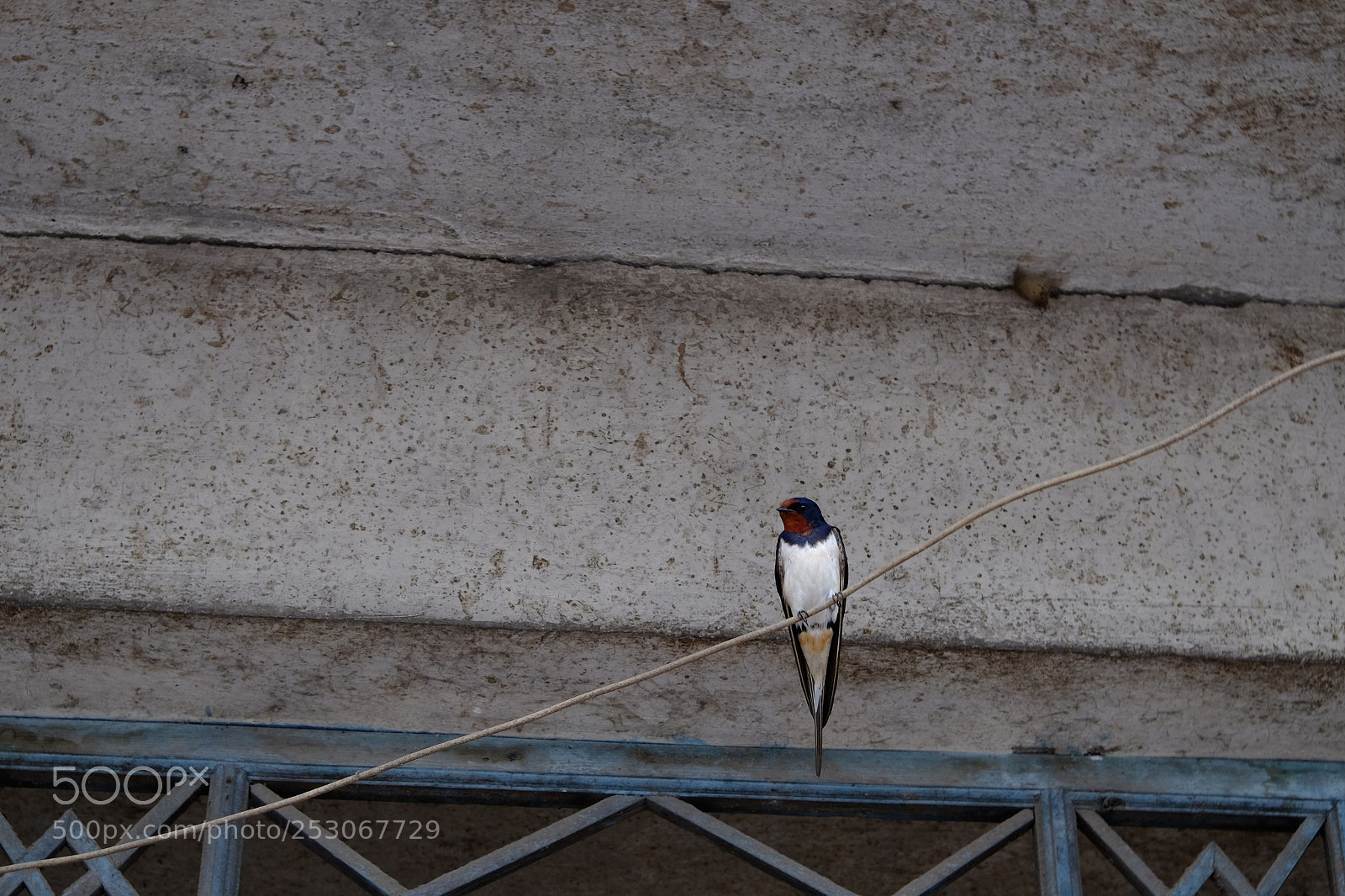 Fujifilm X-T10 sample photo. Bird photography