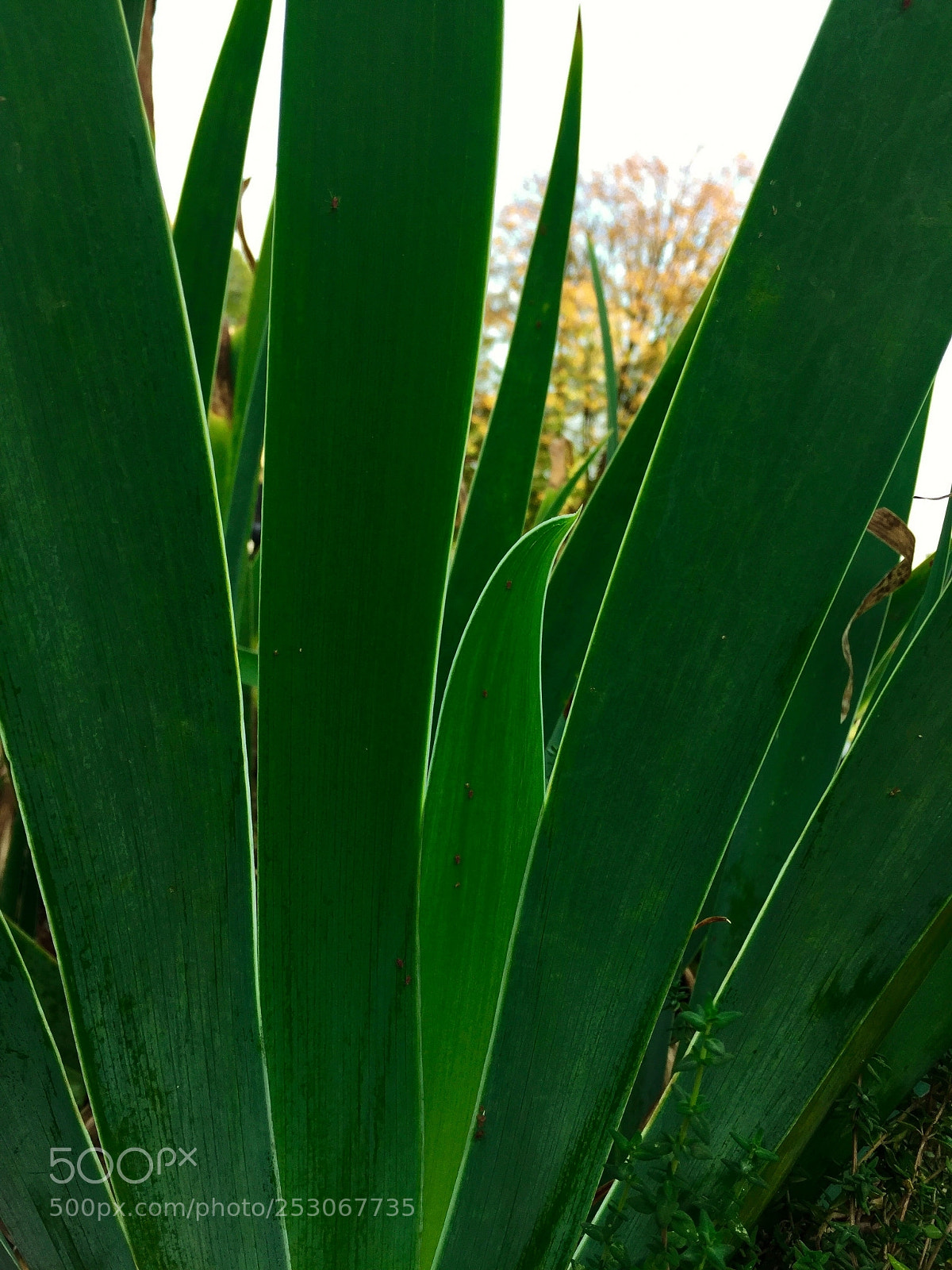 Apple iPhone 6 sample photo. Untitled photography