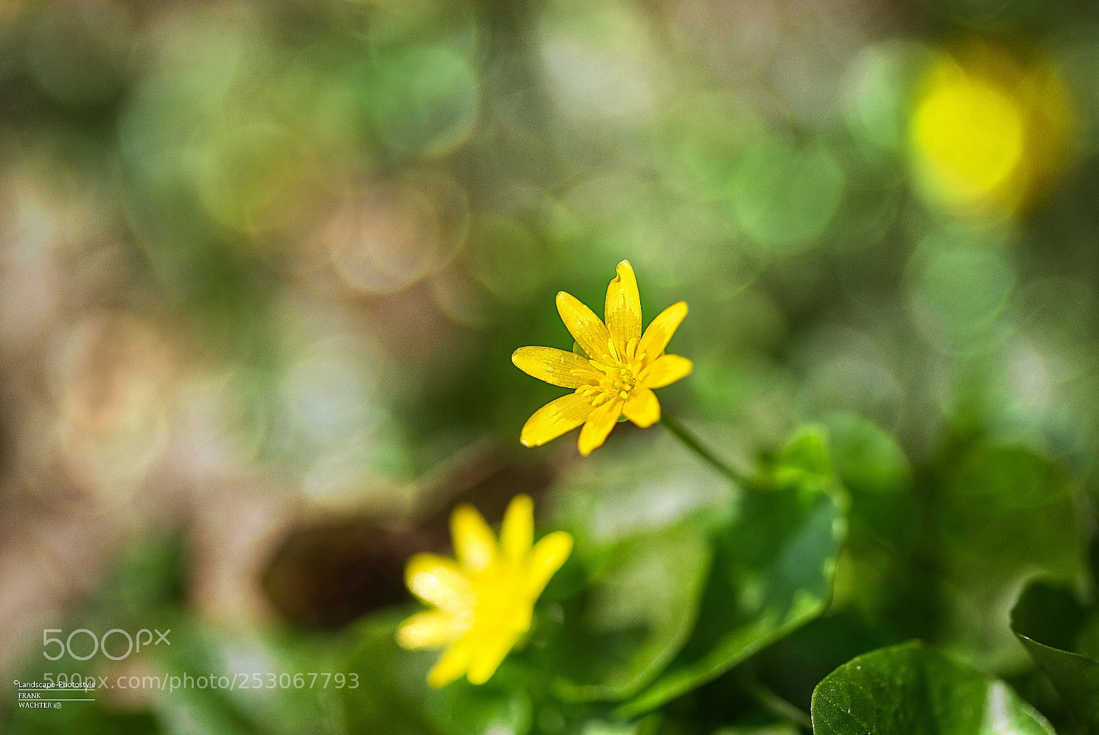 Sony a7R sample photo. <spring flower photography