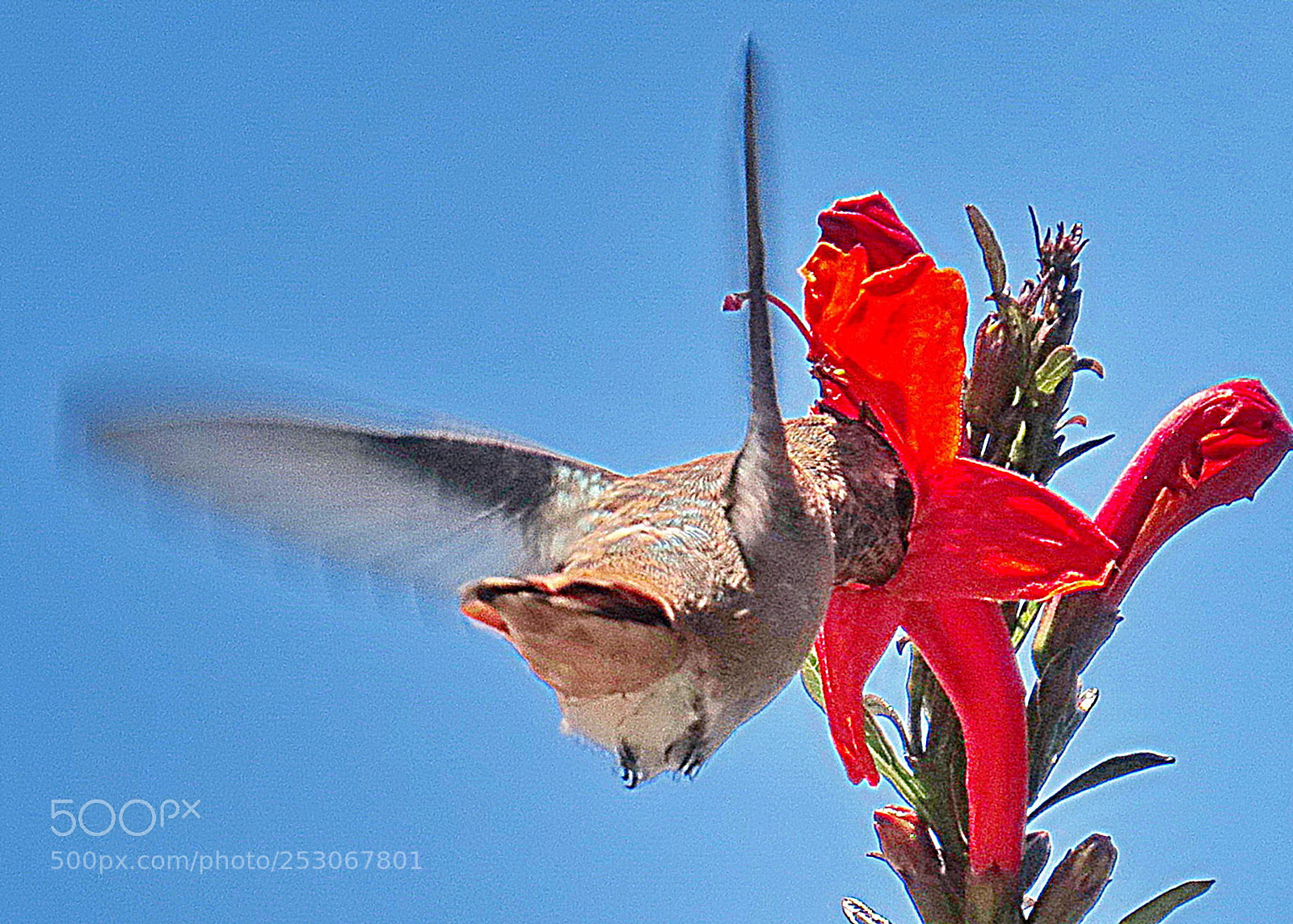 Canon PowerShot SX50 HS sample photo. Hummingbird enjoying a red photography