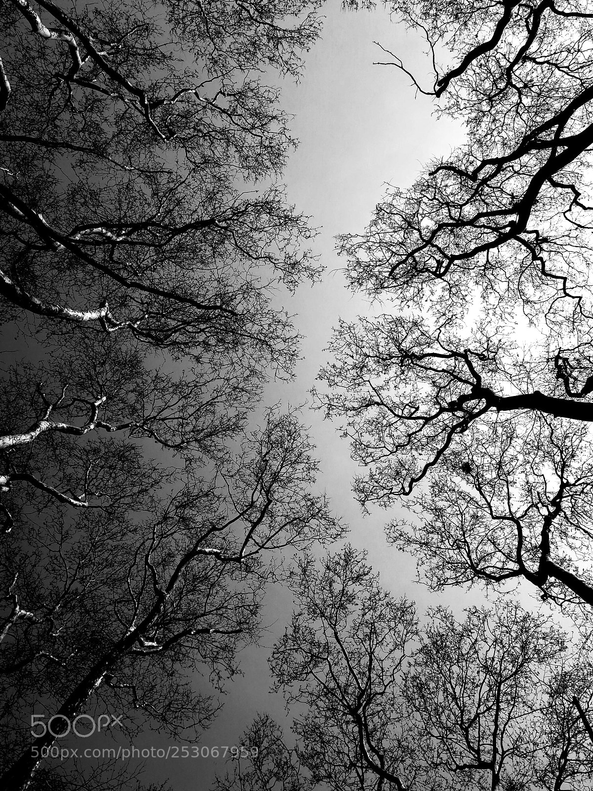 HUAWEI P10 sample photo. Roots in the sky photography