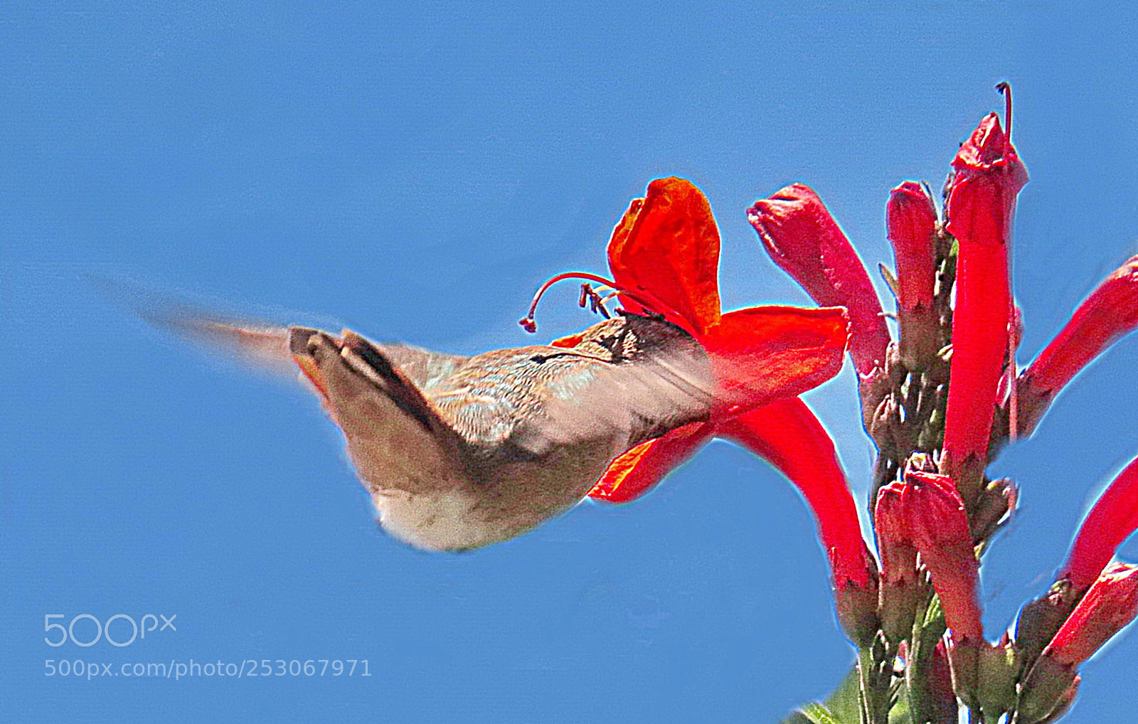 Canon PowerShot SX50 HS sample photo. Hummingbird enjoying a red photography