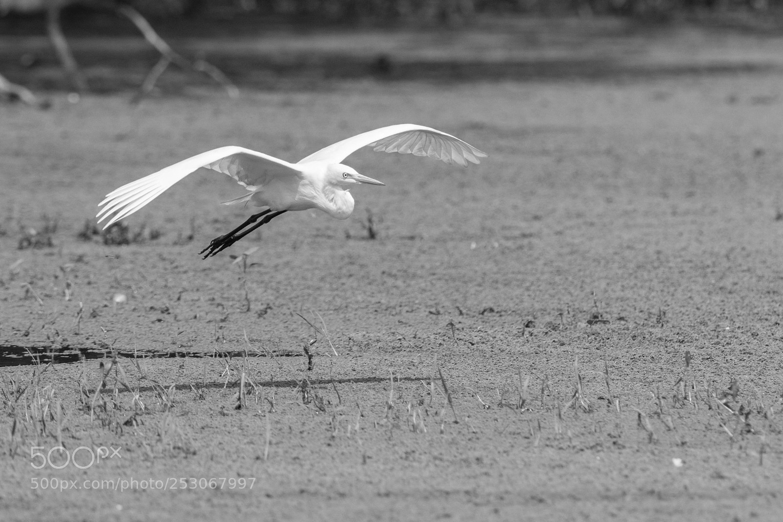 Canon EOS 80D sample photo. I am looking! photography