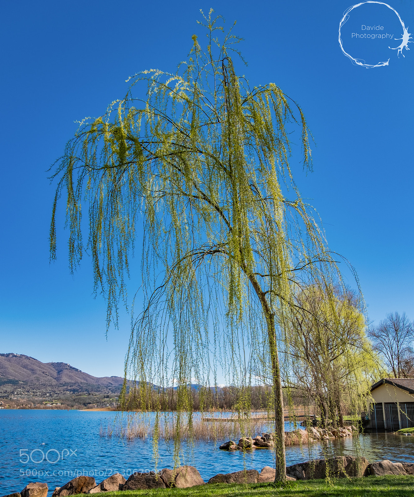 Fujifilm X-T20 sample photo. Weeping willow photography