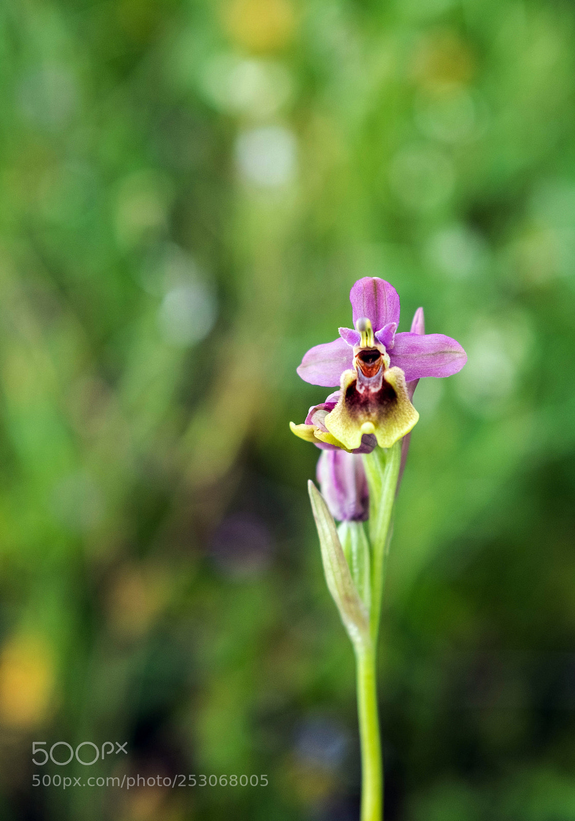 Fujifilm X-T2 sample photo. Orchis collina banks & sol photography