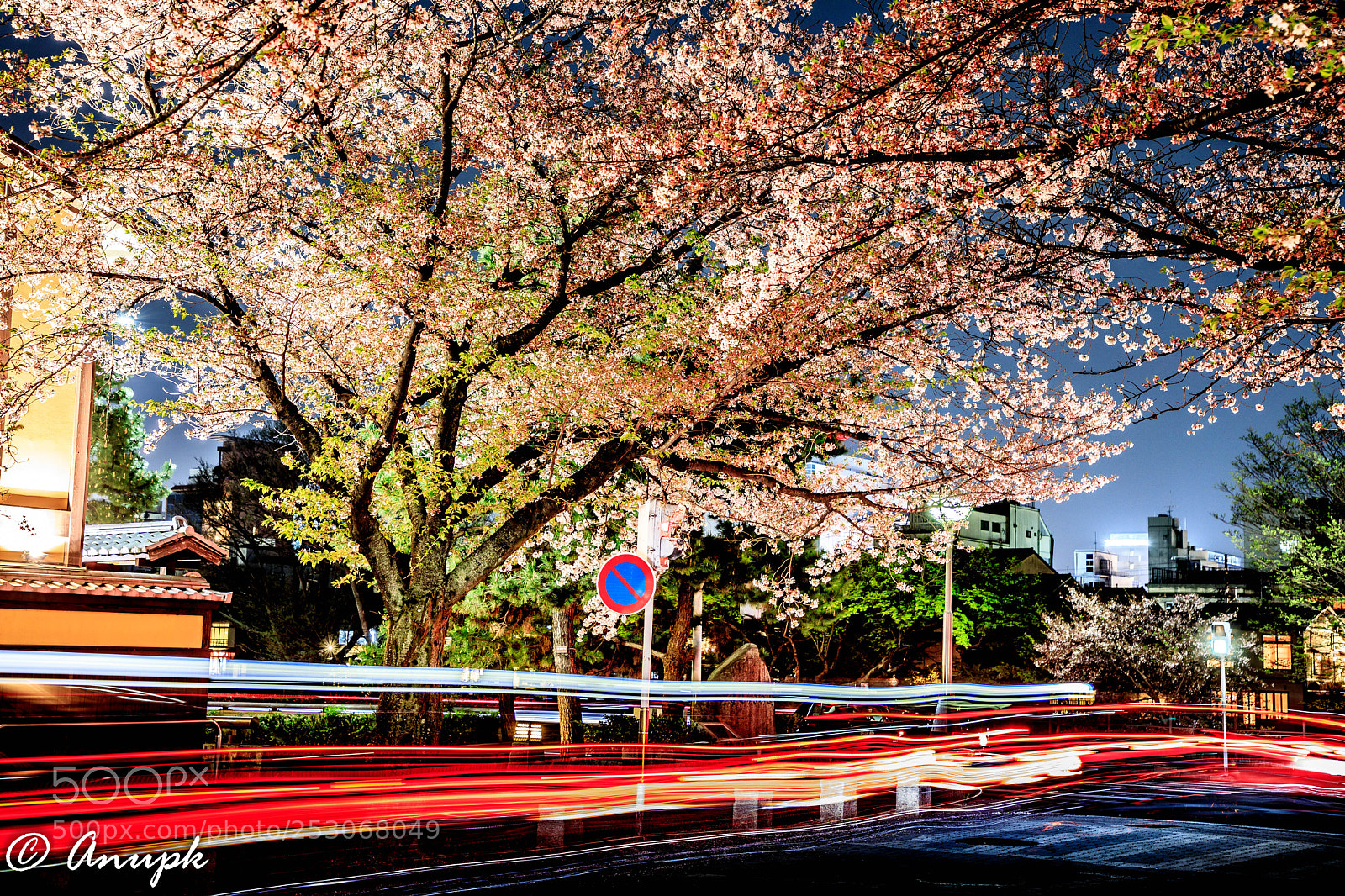 Canon EOS 5D Mark IV sample photo. Cherry blossom and light photography