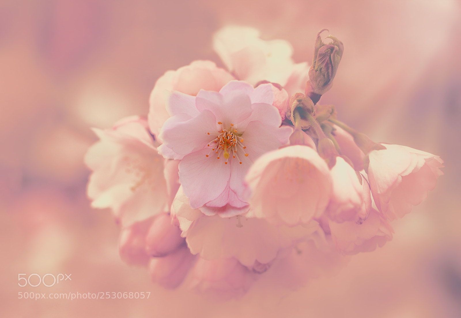 Canon EOS 80D sample photo. And everything bloomed photography