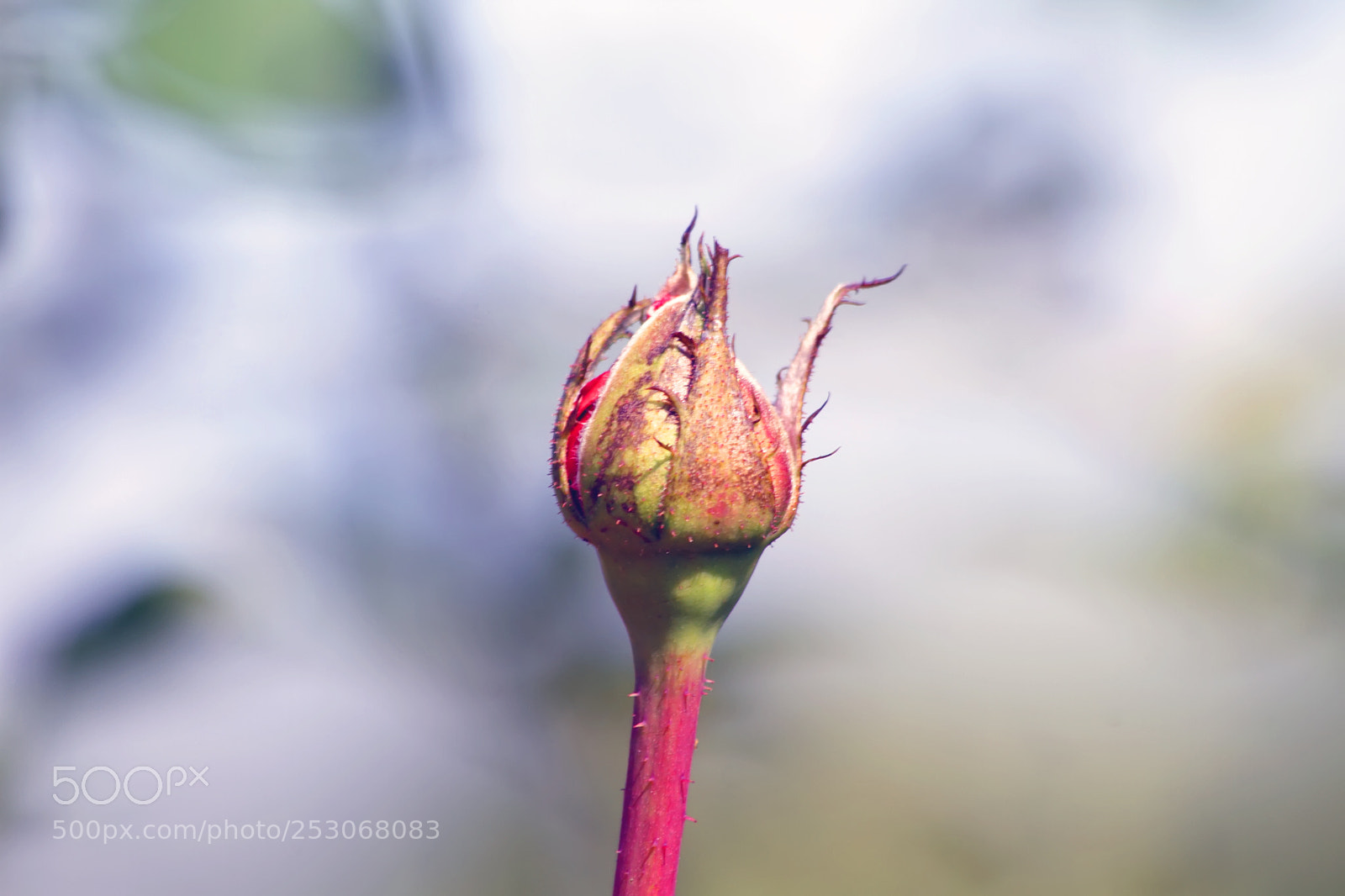 Canon EOS 7D sample photo. Rose photography