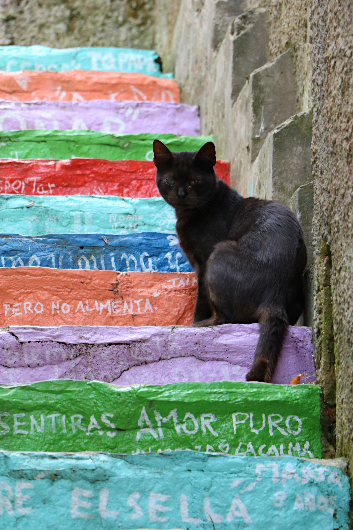 Canon EOS 760D (EOS Rebel T6s / EOS 8000D) sample photo. Cat in black photography