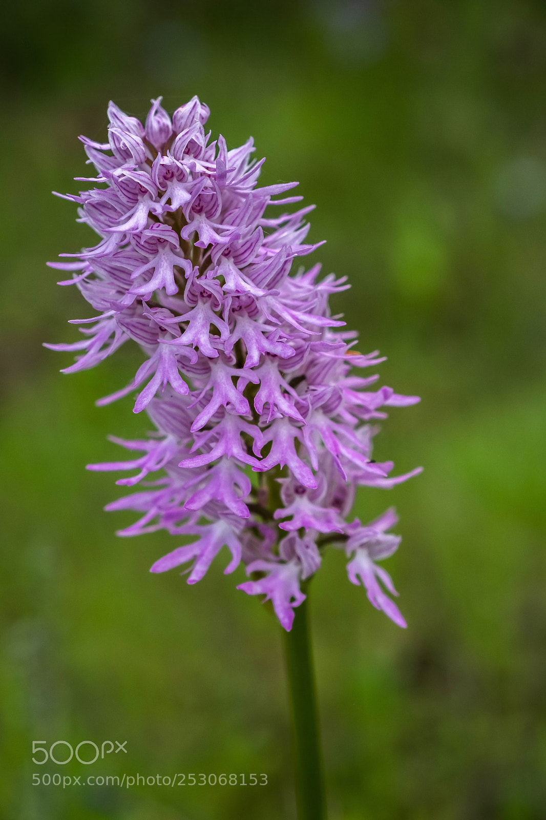 Fujifilm X-T2 sample photo. Orchis langei k. richt. photography