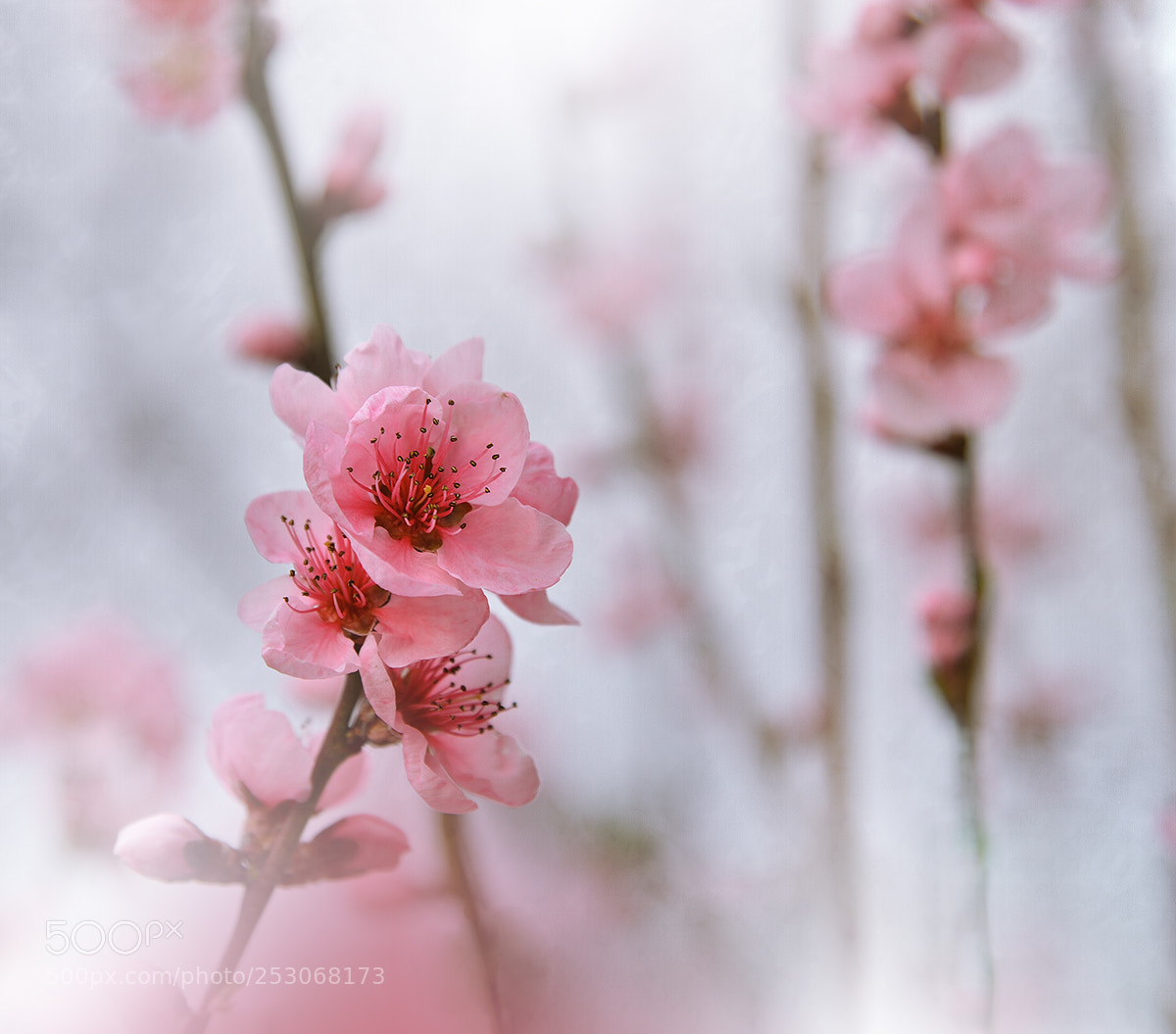 Nikon D800E sample photo. ~*~`**`~*~ photography