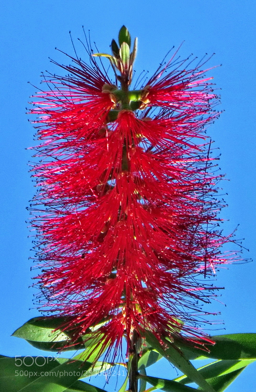 Canon PowerShot SX50 HS sample photo. Red brush flower in photography