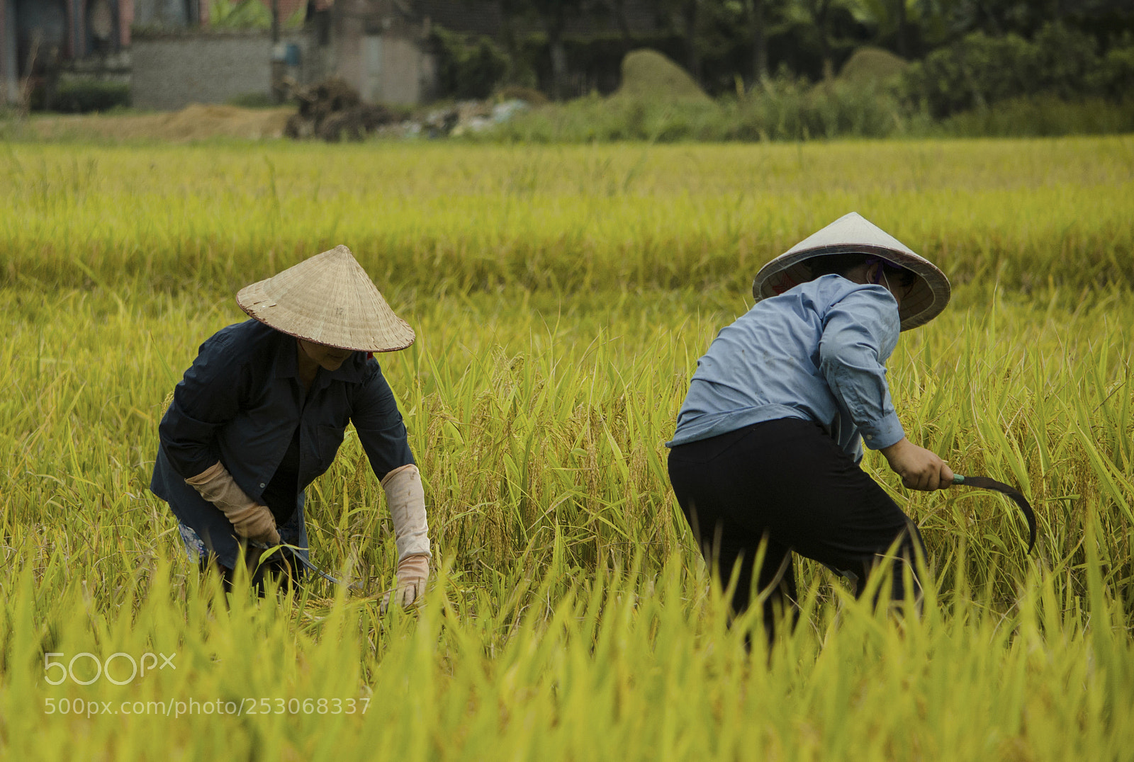 Nikon D7000 sample photo. Vietnam workers photography