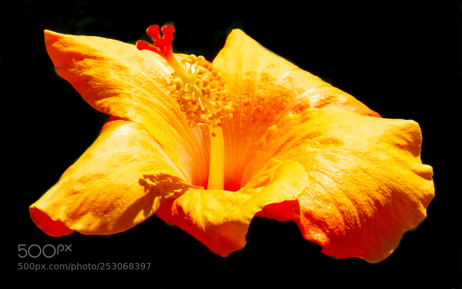 Canon PowerShot SX50 HS sample photo. A gold hibiscus flower photography