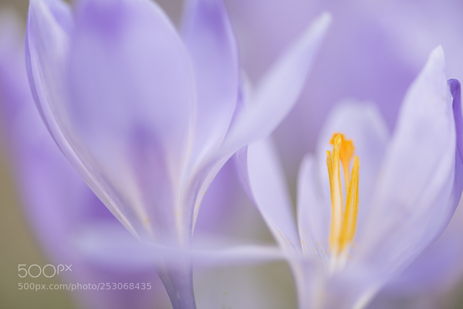 Nikon D800 sample photo. Crocus  photography