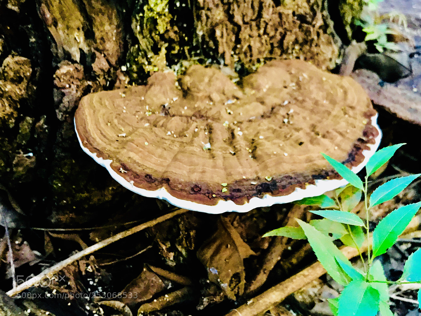 Apple iPhone 7 Plus sample photo. Mushroom photography