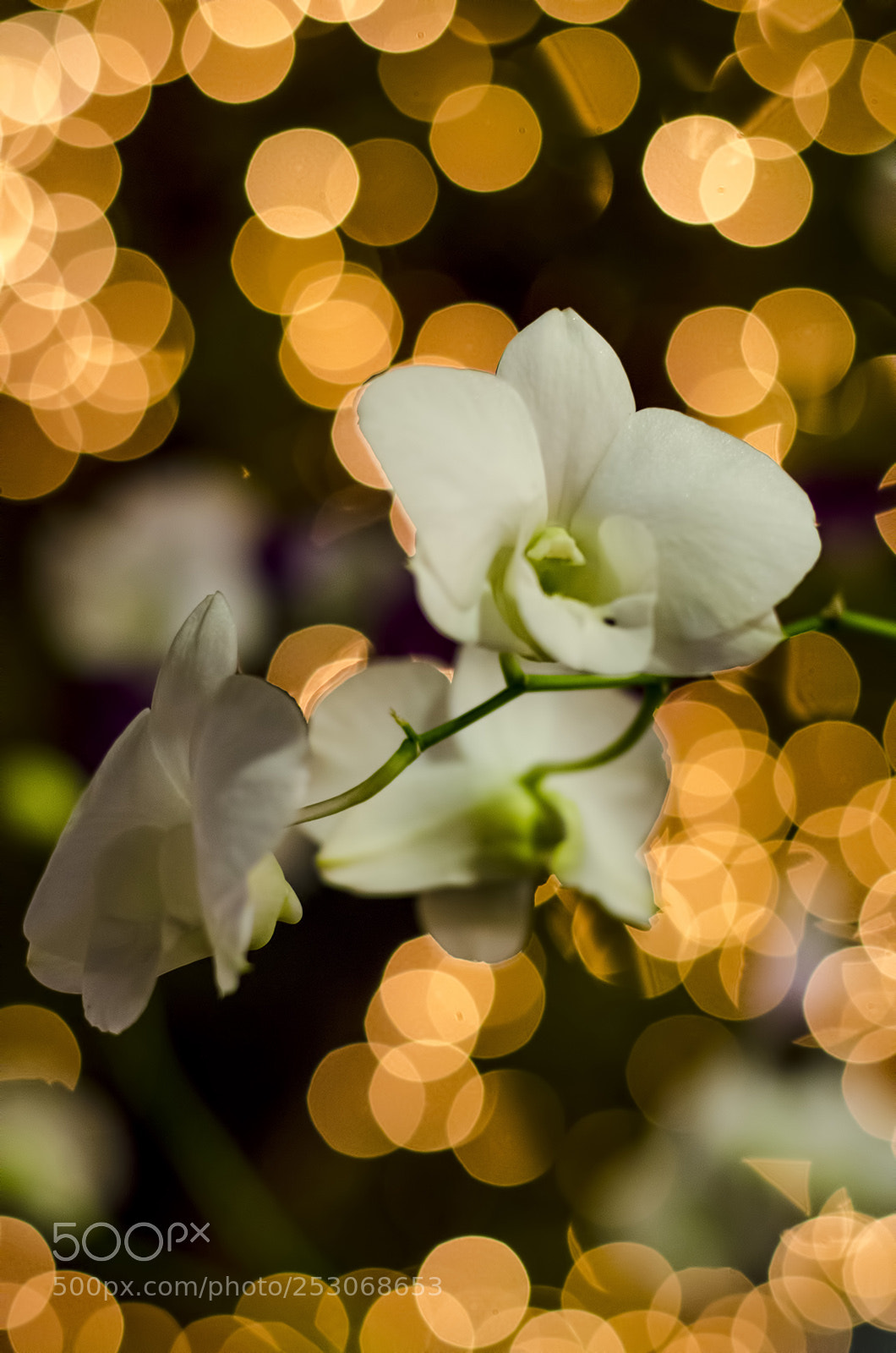 Nikon D7000 sample photo. Chiang rai bokeh photography
